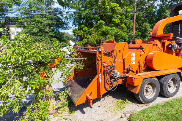 Best Tree Trimming Near Me  in Dagsboro, DE